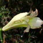 ウバユリ の高画質写真です。横浜市で、2025年8月02日に撮影したものです。