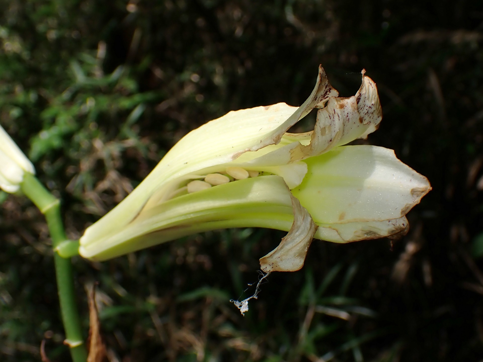 ウバユリ の高画質写真です。横浜市で、2025年8月02日に撮影したものです。