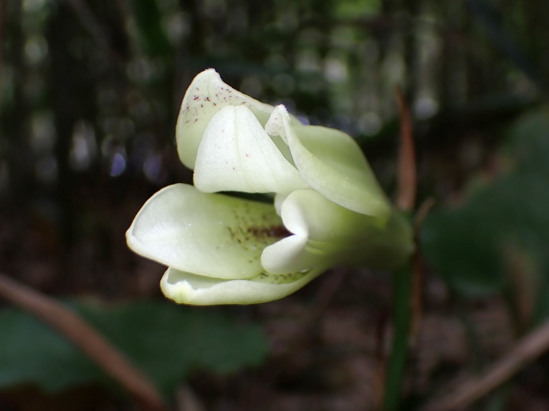 ウバユリ の高画質写真です。横浜市で、2025年8月10日に撮影したものです。
