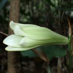 ウバユリ の高画質写真です。横浜市で、2025年8月10日に撮影したものです。