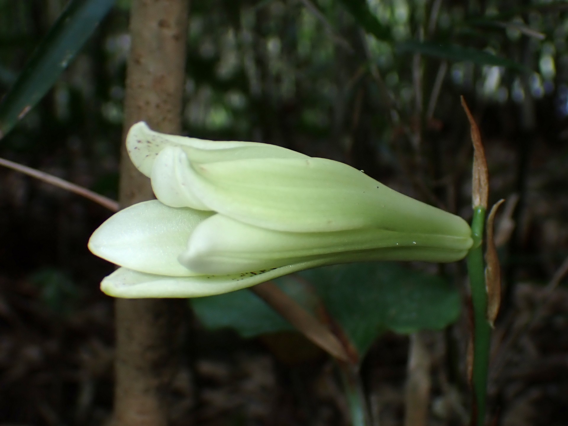 ウバユリ の高画質写真です。横浜市で、2025年8月10日に撮影したものです。