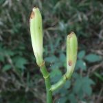 ウバユリ の高画質写真です。横浜市で、2025年8月09日に撮影したものです。