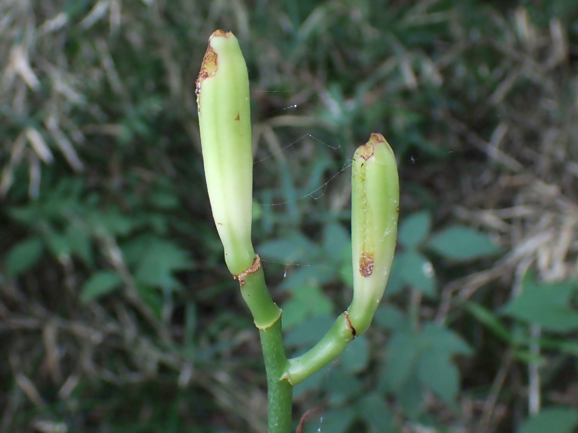 ウバユリ の高画質写真です。横浜市で、2025年8月09日に撮影したものです。