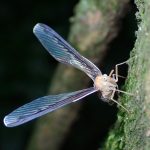 ウスマエグロハネナガウンカ の高画質写真です。横浜市で、2025年8月13日に撮影したものです。