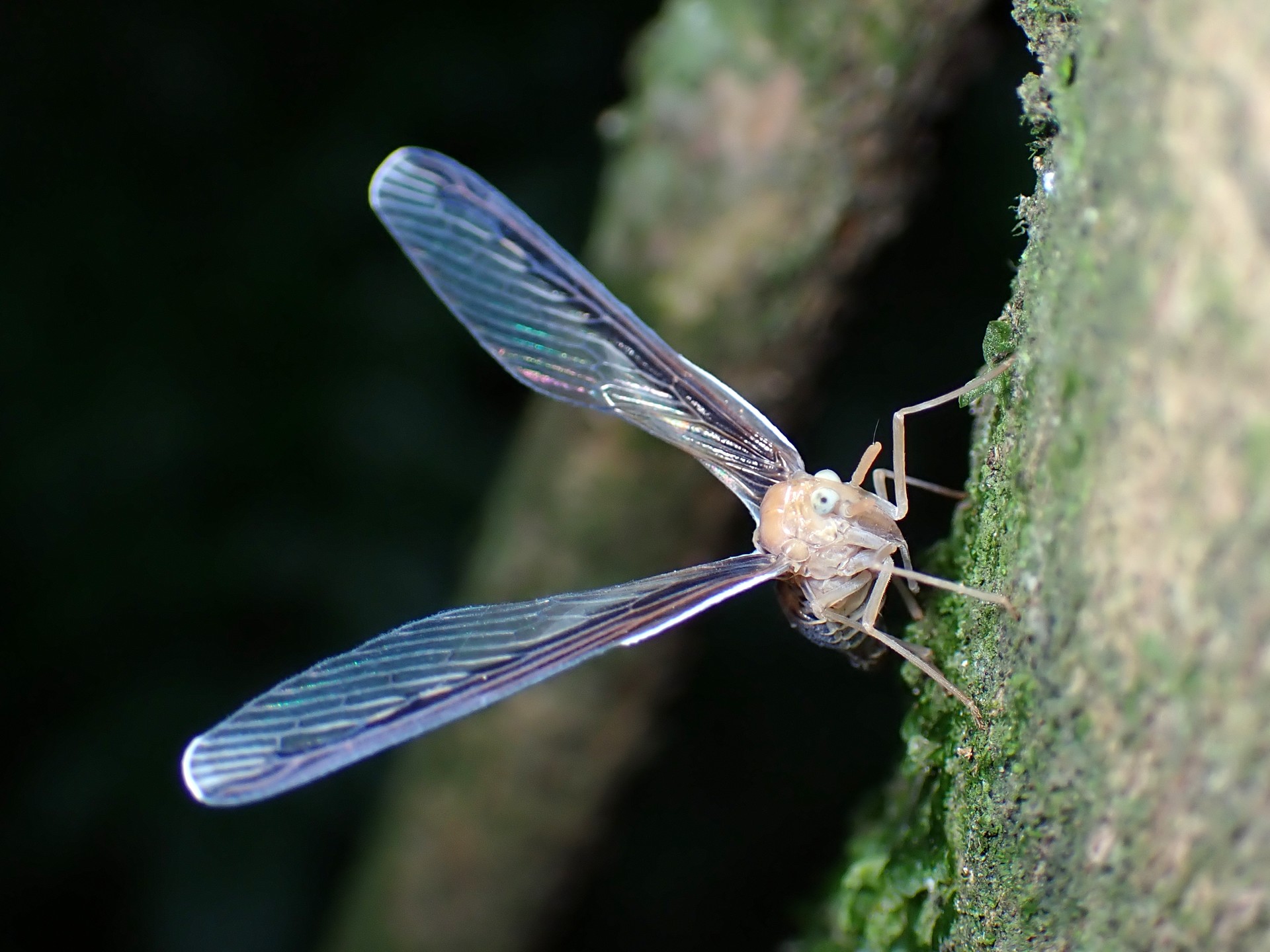 ウスマエグロハネナガウンカ の高画質写真です。横浜市で、2025年8月13日に撮影したものです。
