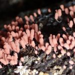 ウツボホコリ の高画質写真です。横浜市で、2025年8月22日に撮影したものです。