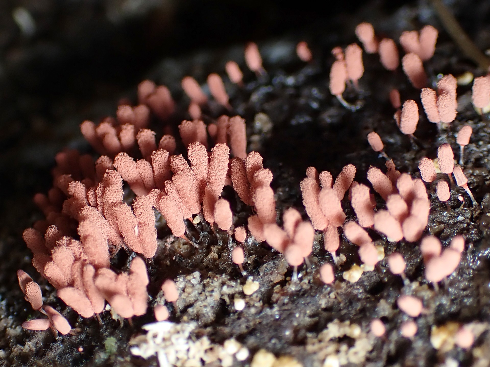 ウツボホコリ の高画質写真です。横浜市で、2025年8月22日に撮影したものです。