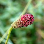 ワレモコウ の高画質写真です。横浜市で、2025年8月29日に撮影したものです。