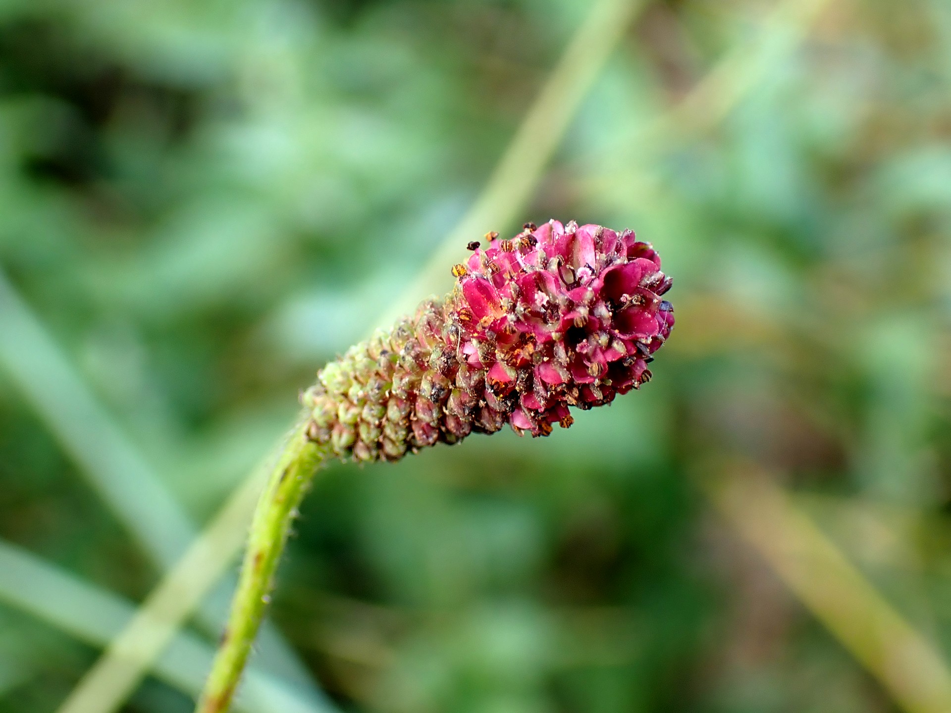 ワレモコウ の高画質写真です。横浜市で、2025年8月29日に撮影したものです。
