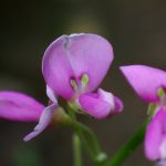 アレチヌスビトハギ の高画質写真です。横浜市で、2025年9月6日に撮影したものです。