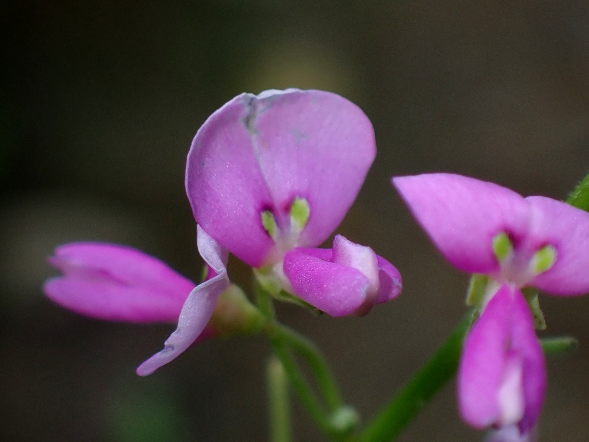 アレチヌスビトハギ の高画質写真です。横浜市で、2025年9月6日に撮影したものです。