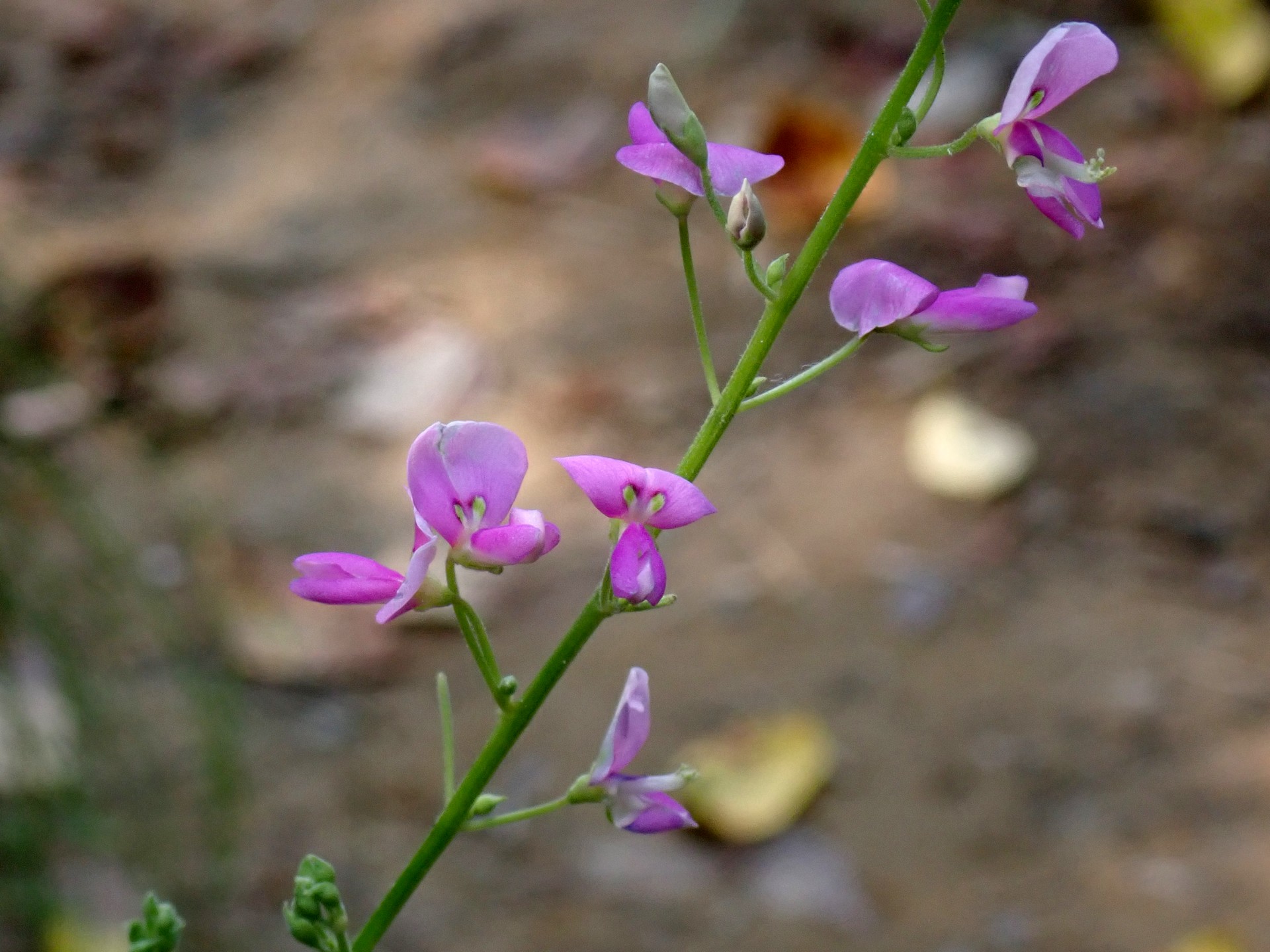 アレチヌスビトハギ の高画質写真です。横浜市で、2025年9月6日に撮影したものです。