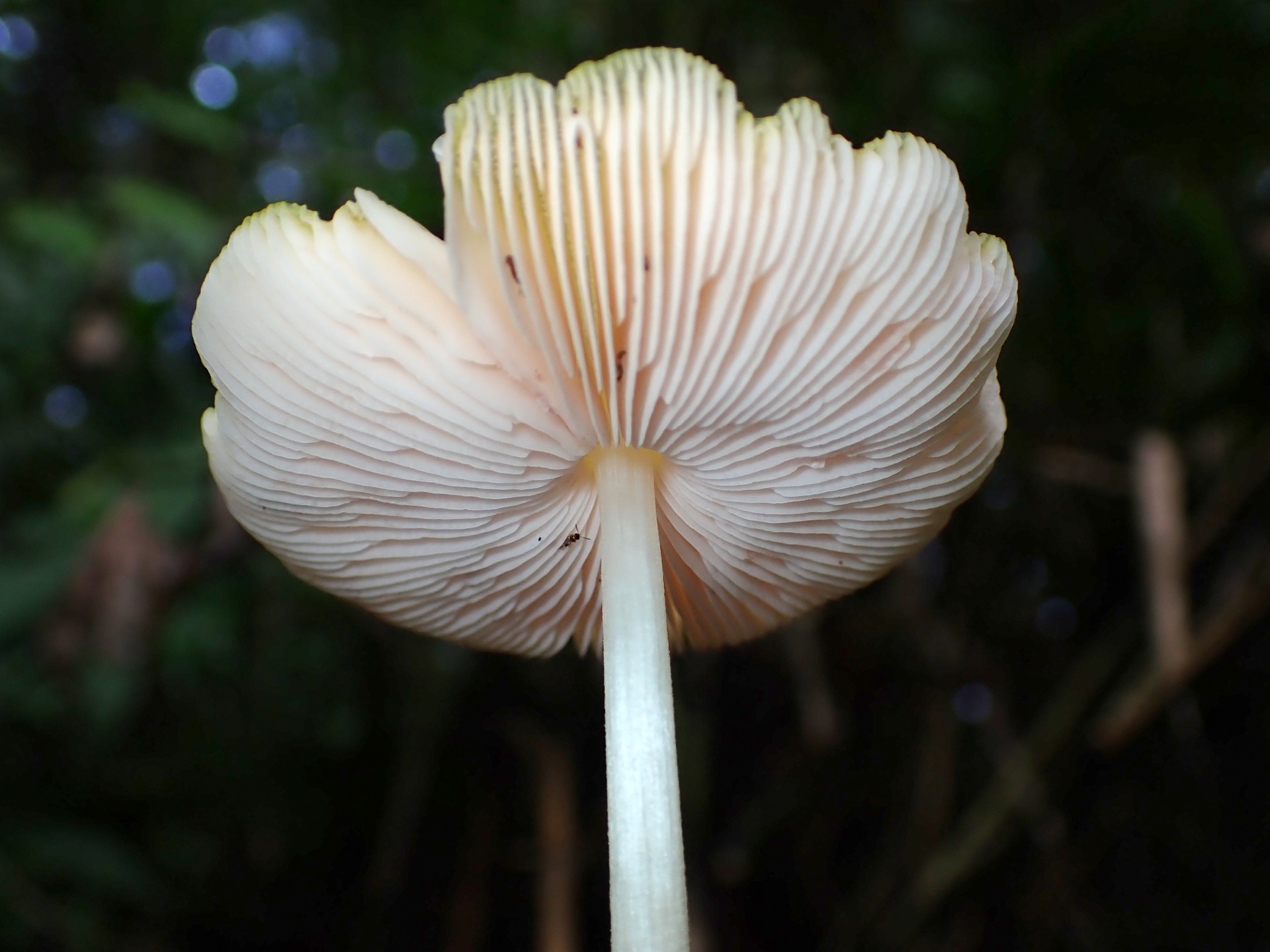 ベニヒダタケ の高画質写真です。横浜市で、2025年9月10日に撮影したものです。