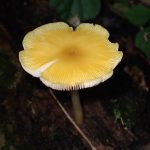 ベニヒダタケ の高画質写真です。横浜市で、2025年9月10日に撮影したものです。