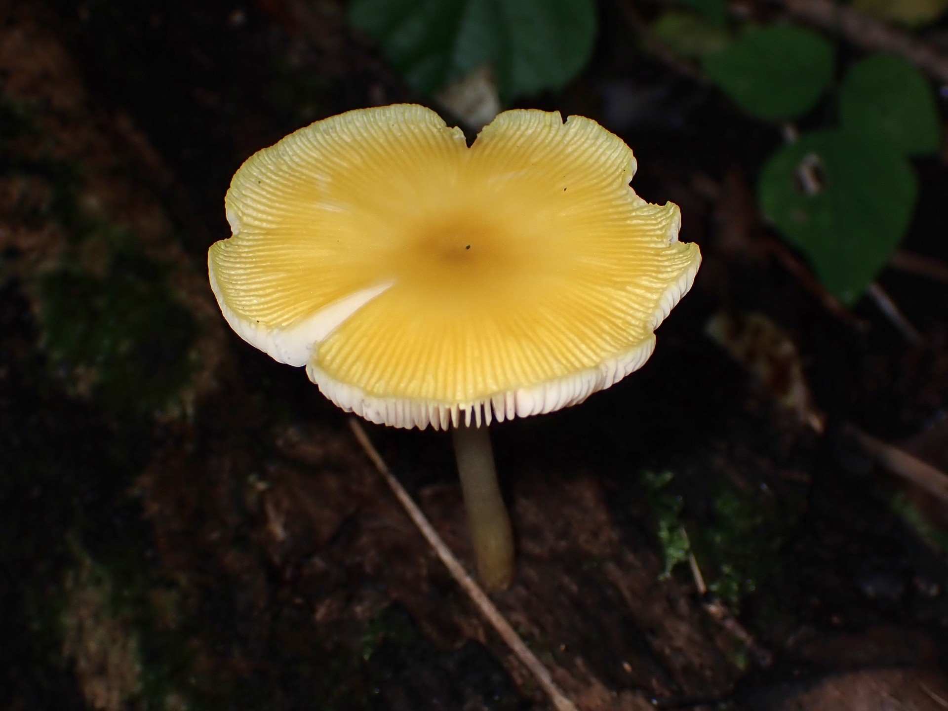 ベニヒダタケ の高画質写真です。横浜市で、2025年9月10日に撮影したものです。