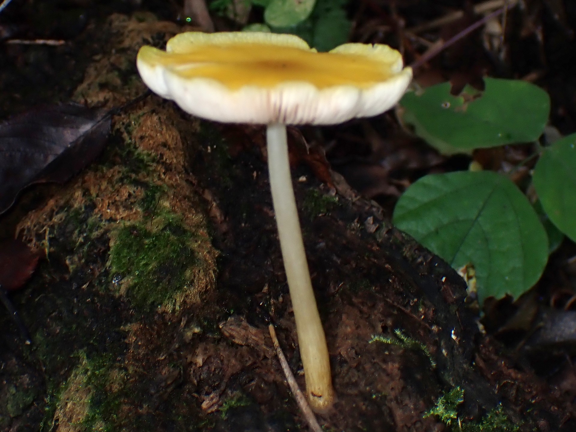 ベニヒダタケ の高画質写真です。横浜市で、2025年9月10日に撮影したものです。