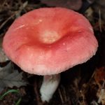 ベニタケの仲間 の高画質写真です。横浜市で、2025年9月20日に撮影したものです。