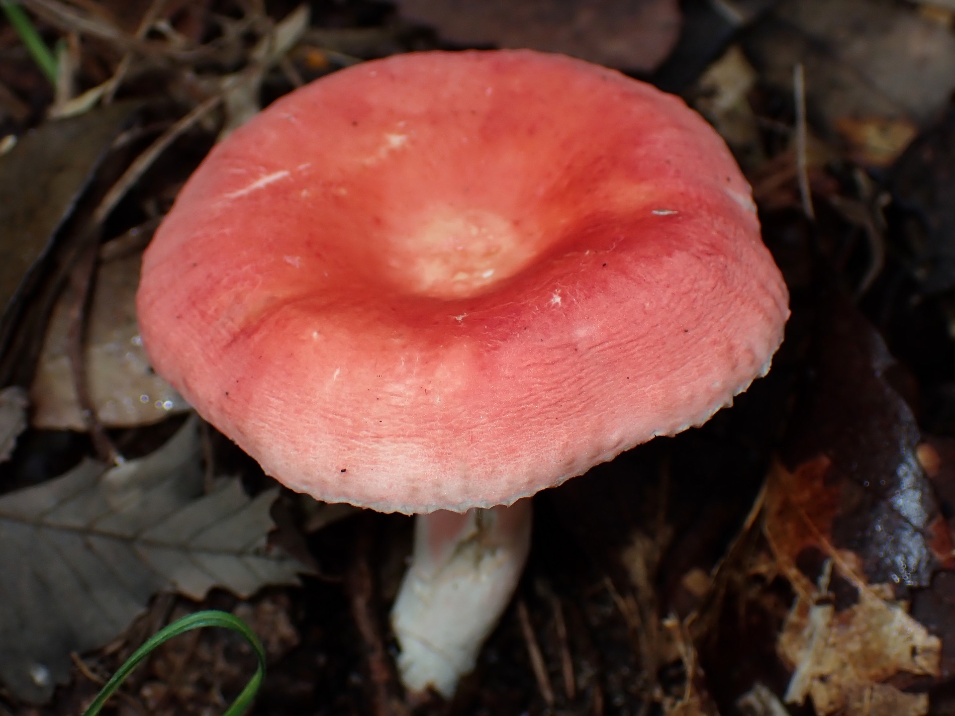 ベニタケの仲間 の高画質写真です。横浜市で、2025年9月20日に撮影したものです。