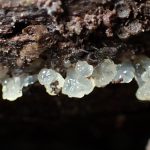 ビョウタケの仲間 の高画質写真です。横浜市で、2025年9月6日に撮影したものです。