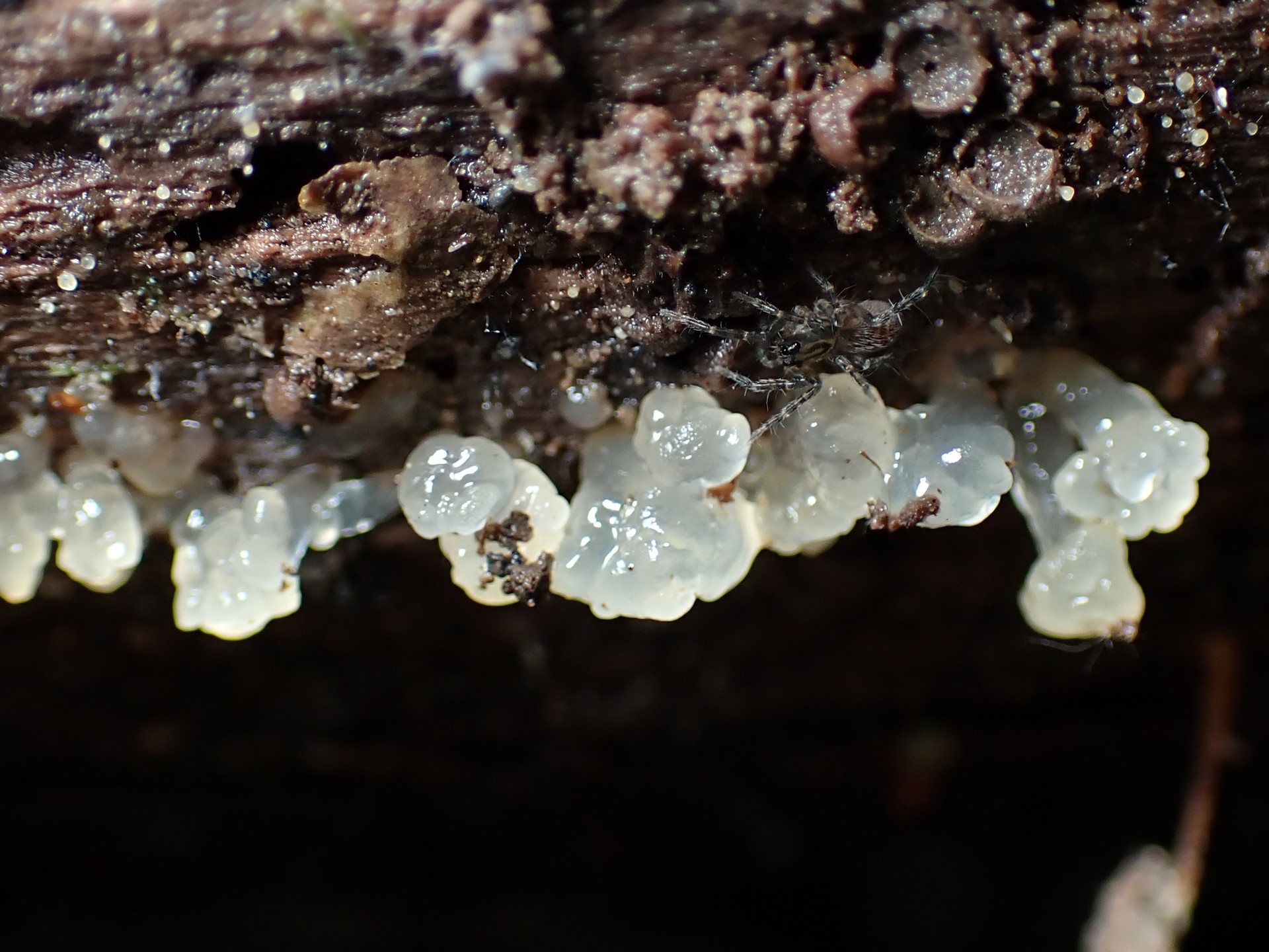 ビョウタケの仲間 の高画質写真です。横浜市で、2025年9月6日に撮影したものです。