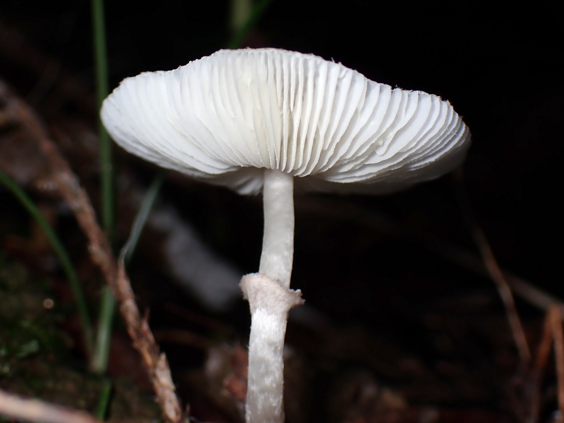 中央黒褐色の白きのこ の高画質写真です。横浜市で、2025年9月16日に撮影したものです。