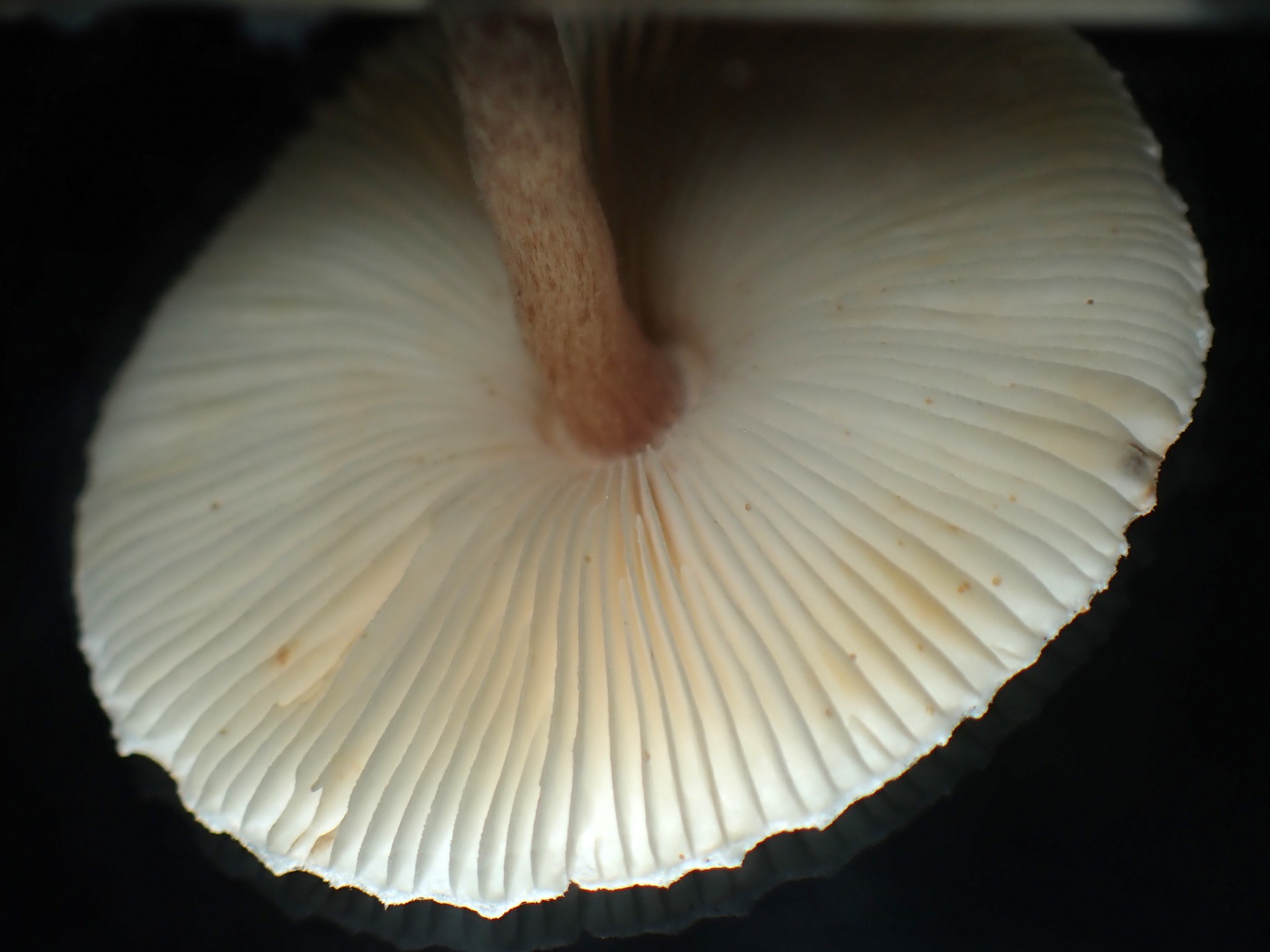 中央黒褐色の白きのこ の高画質写真です。横浜市で、2025年9月16日に撮影したものです。