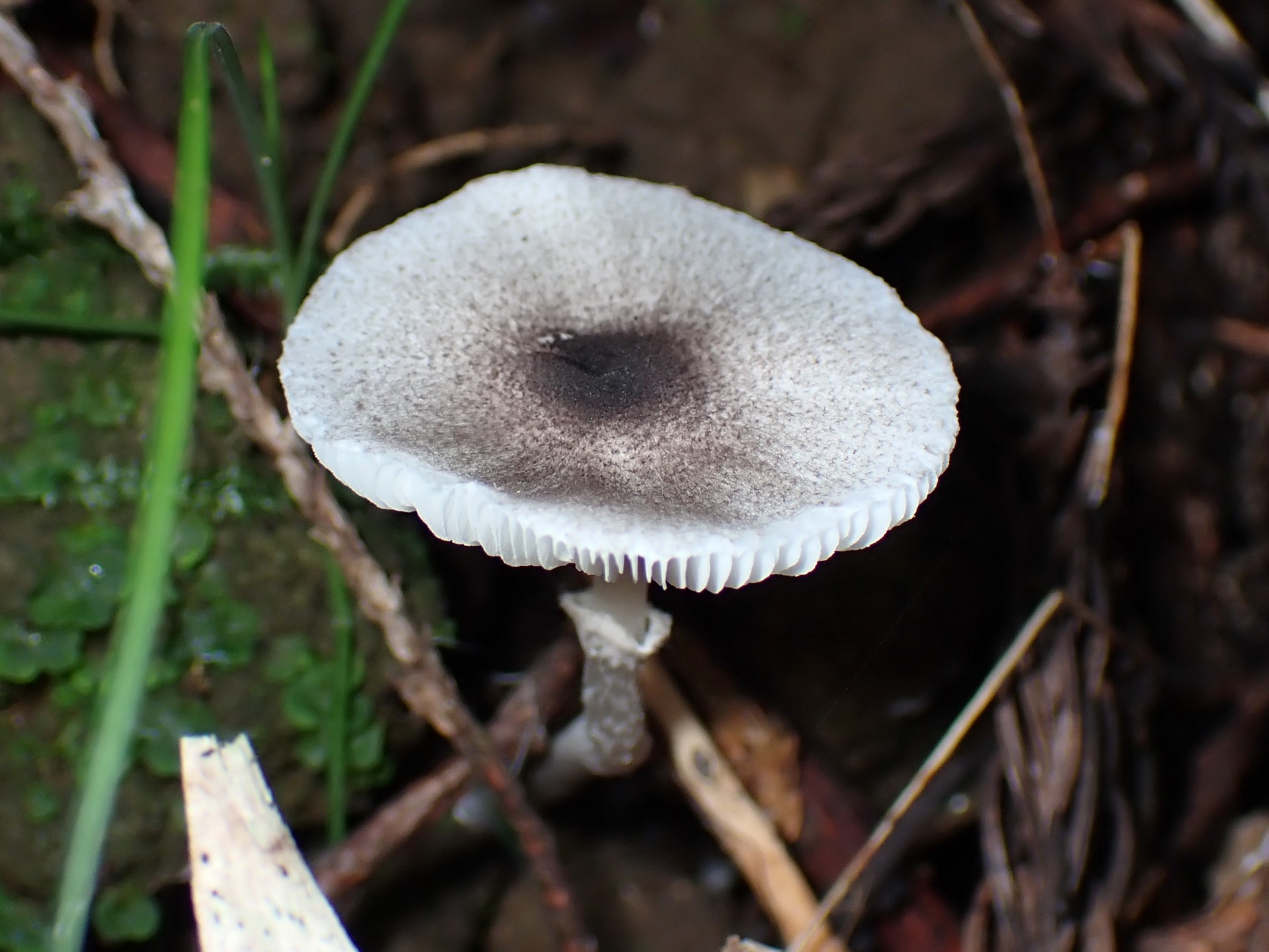 中央黒褐色の白きのこ の高画質写真です。横浜市で、2025年9月16日に撮影したものです。