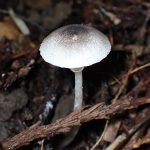 中央黒褐色の白きのこ の高画質写真です。横浜市で、2025年9月16日に撮影したものです。