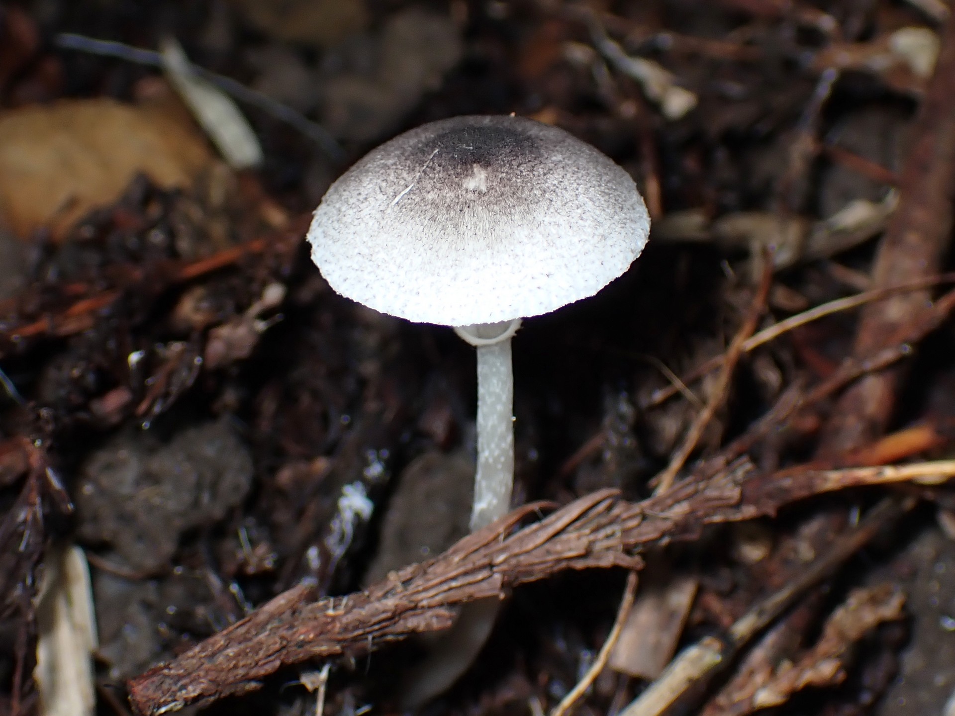 中央黒褐色の白きのこ の高画質写真です。横浜市で、2025年9月16日に撮影したものです。