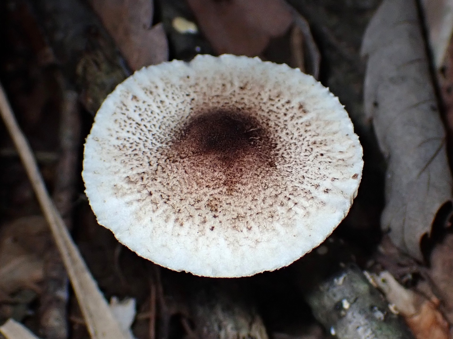 中央黒褐色の白きのこ の高画質写真です。横浜市で、2025年9月16日に撮影したものです。