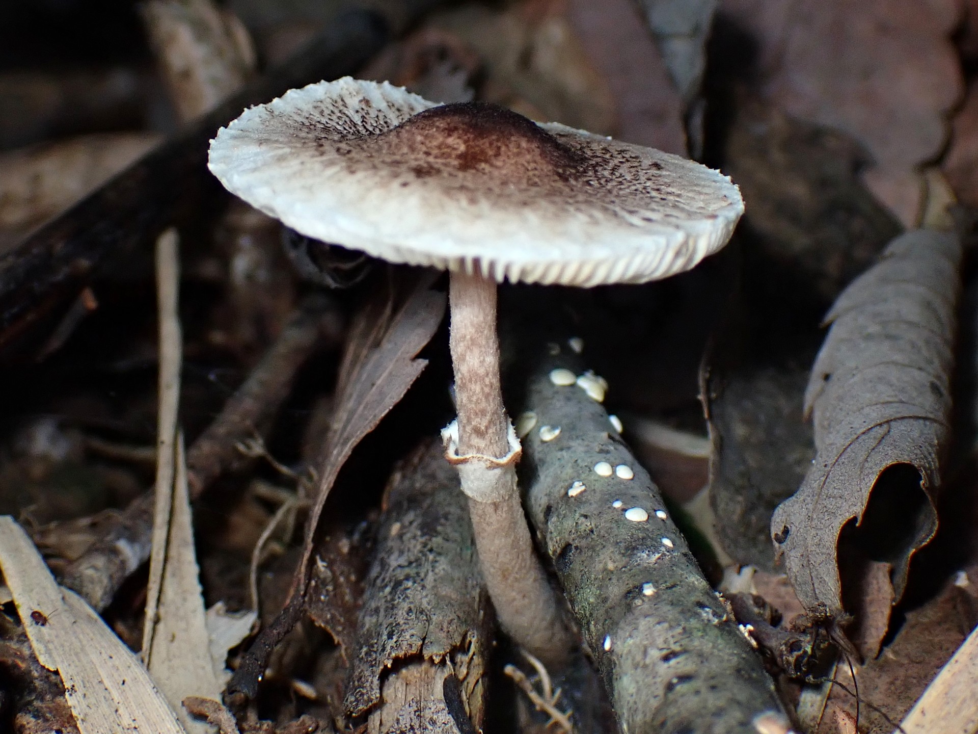 中央黒褐色の白きのこ の高画質写真です。横浜市で、2025年9月16日に撮影したものです。