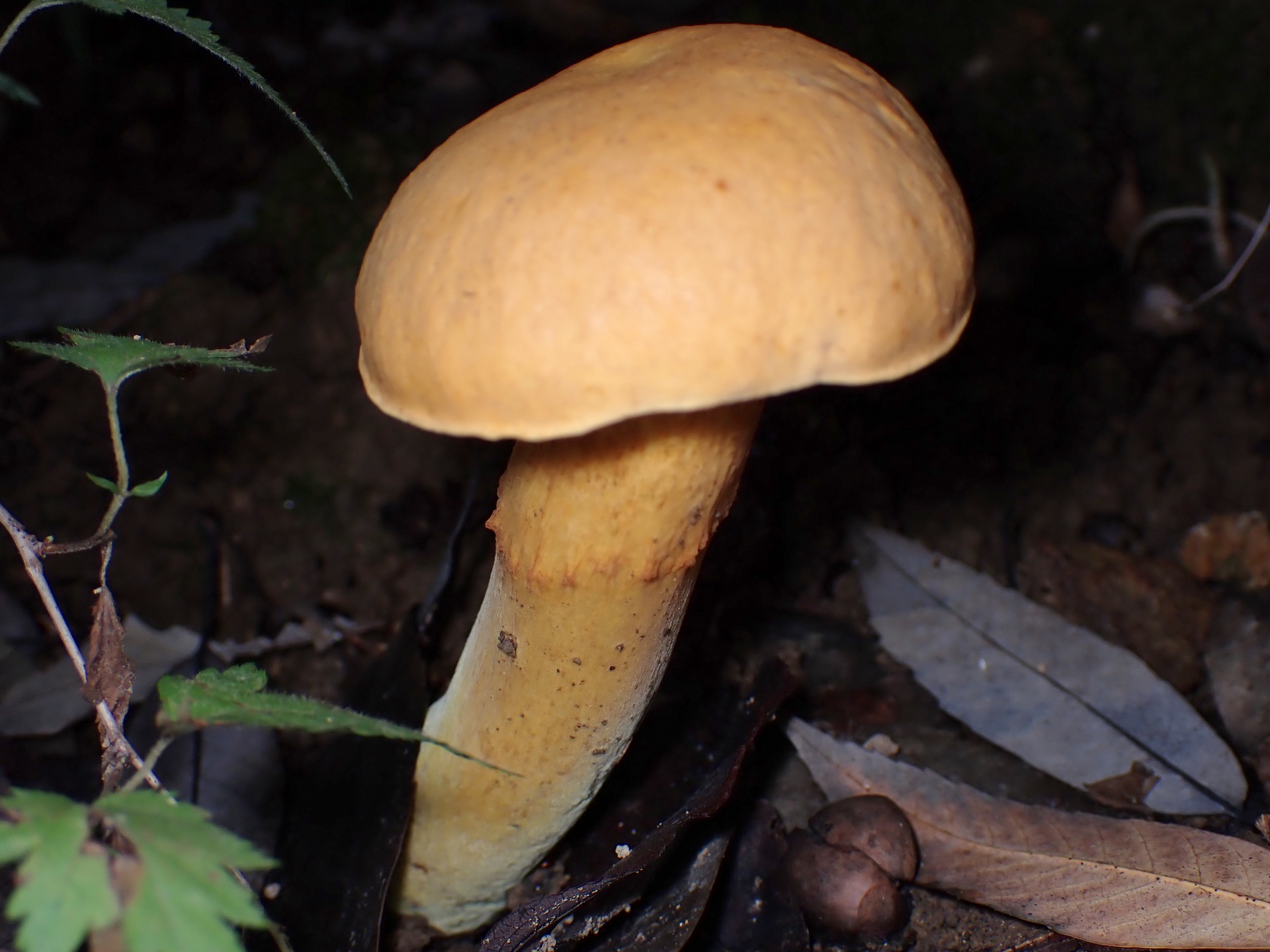 ダイダイイグチ の高画質写真です。横浜市で、2025年9月20日に撮影したものです。