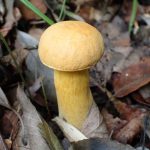 ダイダイイグチ の高画質写真です。横浜市で、2025年9月20日に撮影したものです。