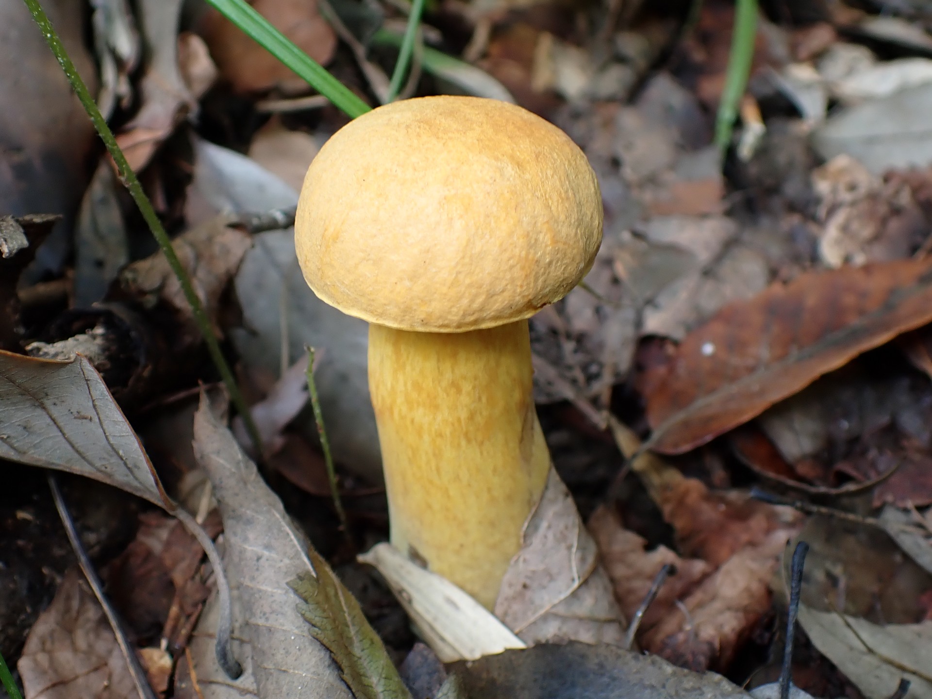 ダイダイイグチ の高画質写真です。横浜市で、2025年9月20日に撮影したものです。