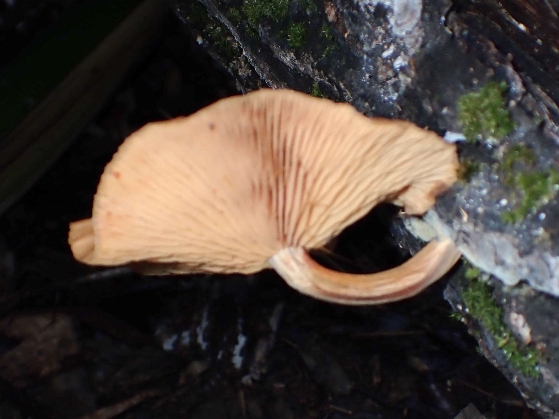 ダイダイ色のきのこ の高画質写真です。横浜市で、2025年9月20日に撮影したものです。