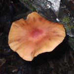 ダイダイ色のきのこ の高画質写真です。横浜市で、2025年9月20日に撮影したものです。