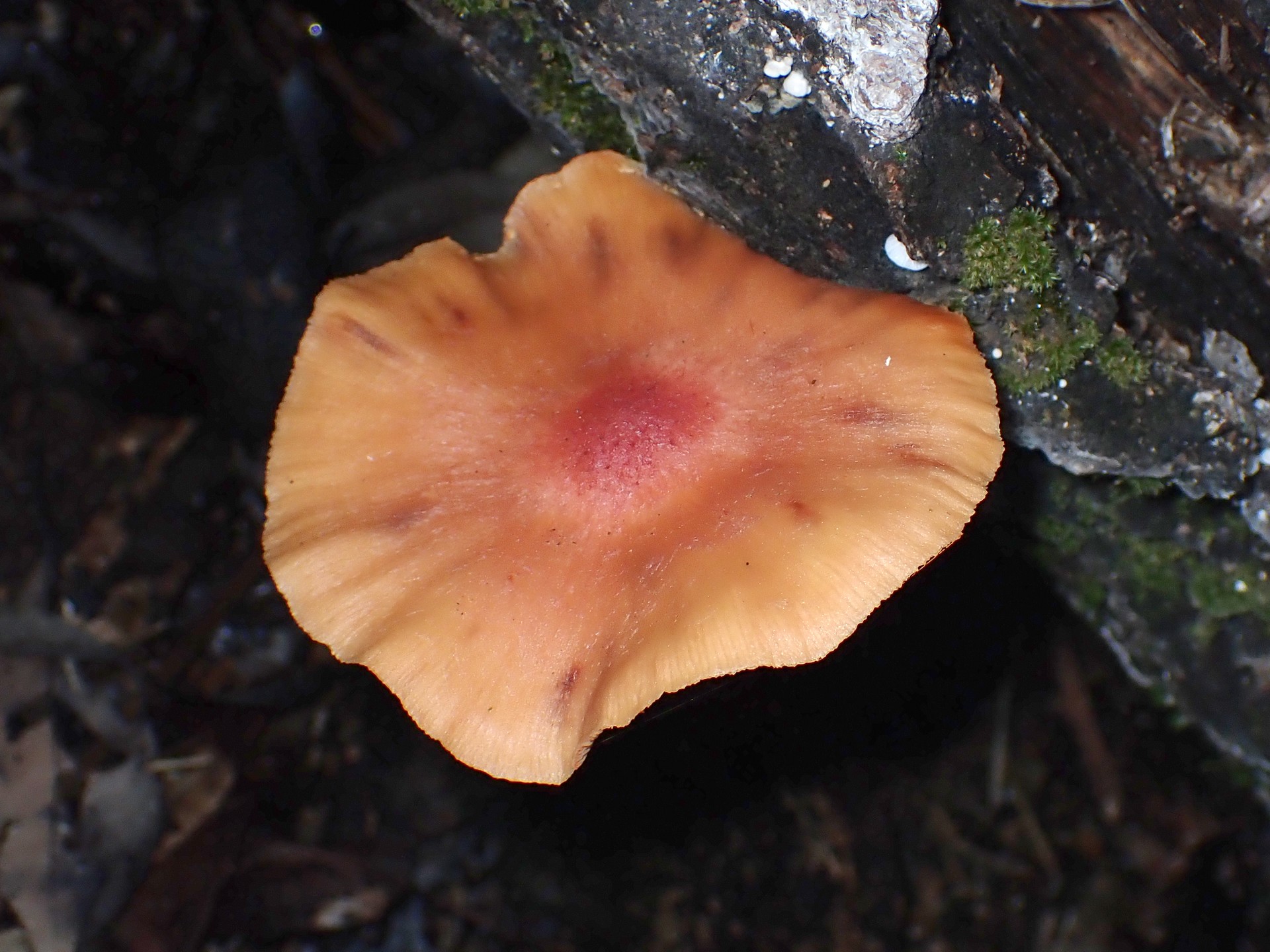 ダイダイ色のきのこ の高画質写真です。横浜市で、2025年9月20日に撮影したものです。