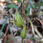 エビネ の高画質写真です。横浜市で、2025年9月6日に撮影したものです。