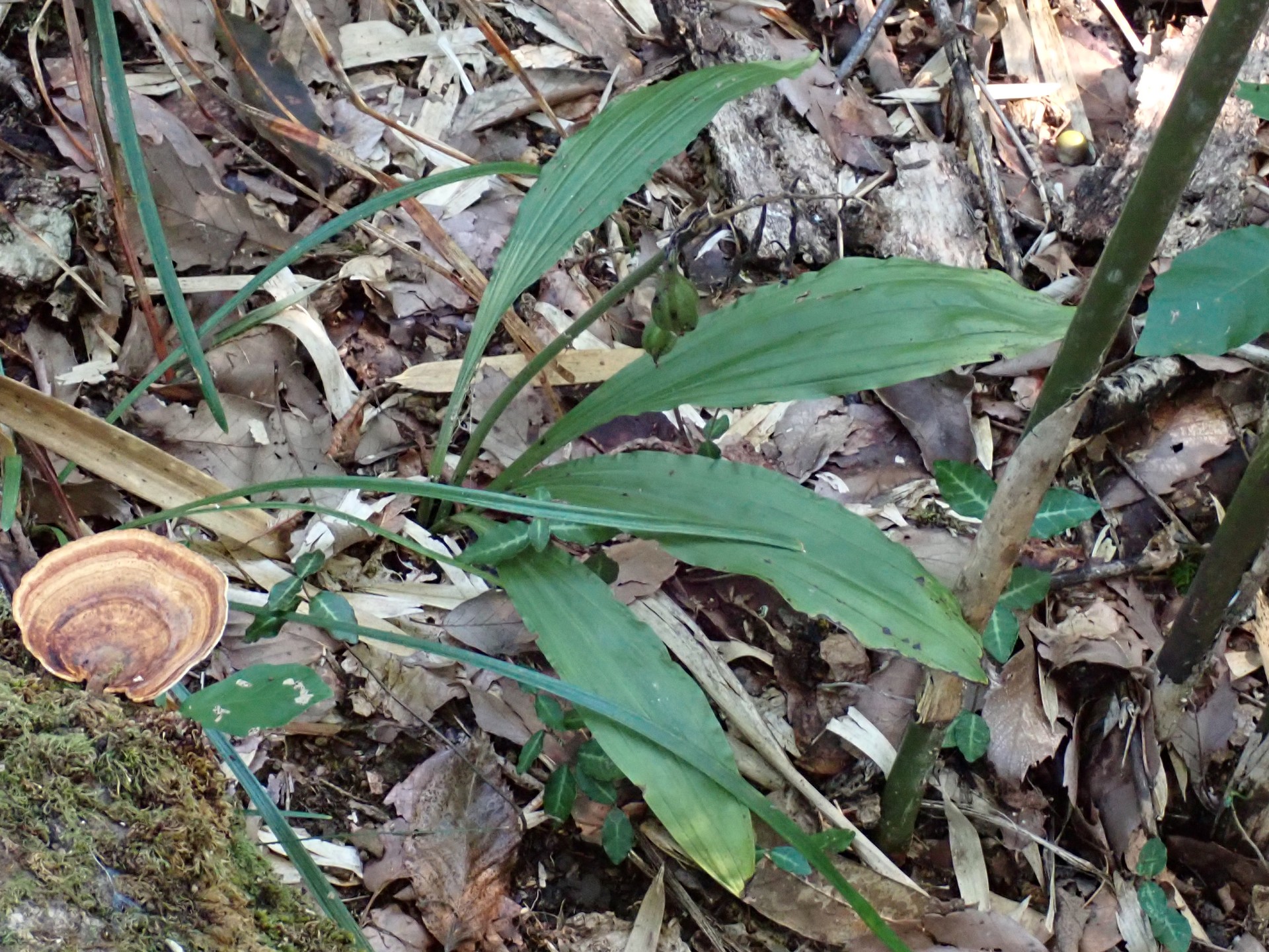 エビネ の高画質写真です。横浜市で、2025年9月6日に撮影したものです。