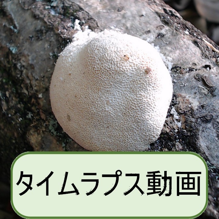 不明 硬質菌?