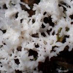 不明-粘菌 の高画質写真です。横浜市で、2025年9月6日に撮影したものです。