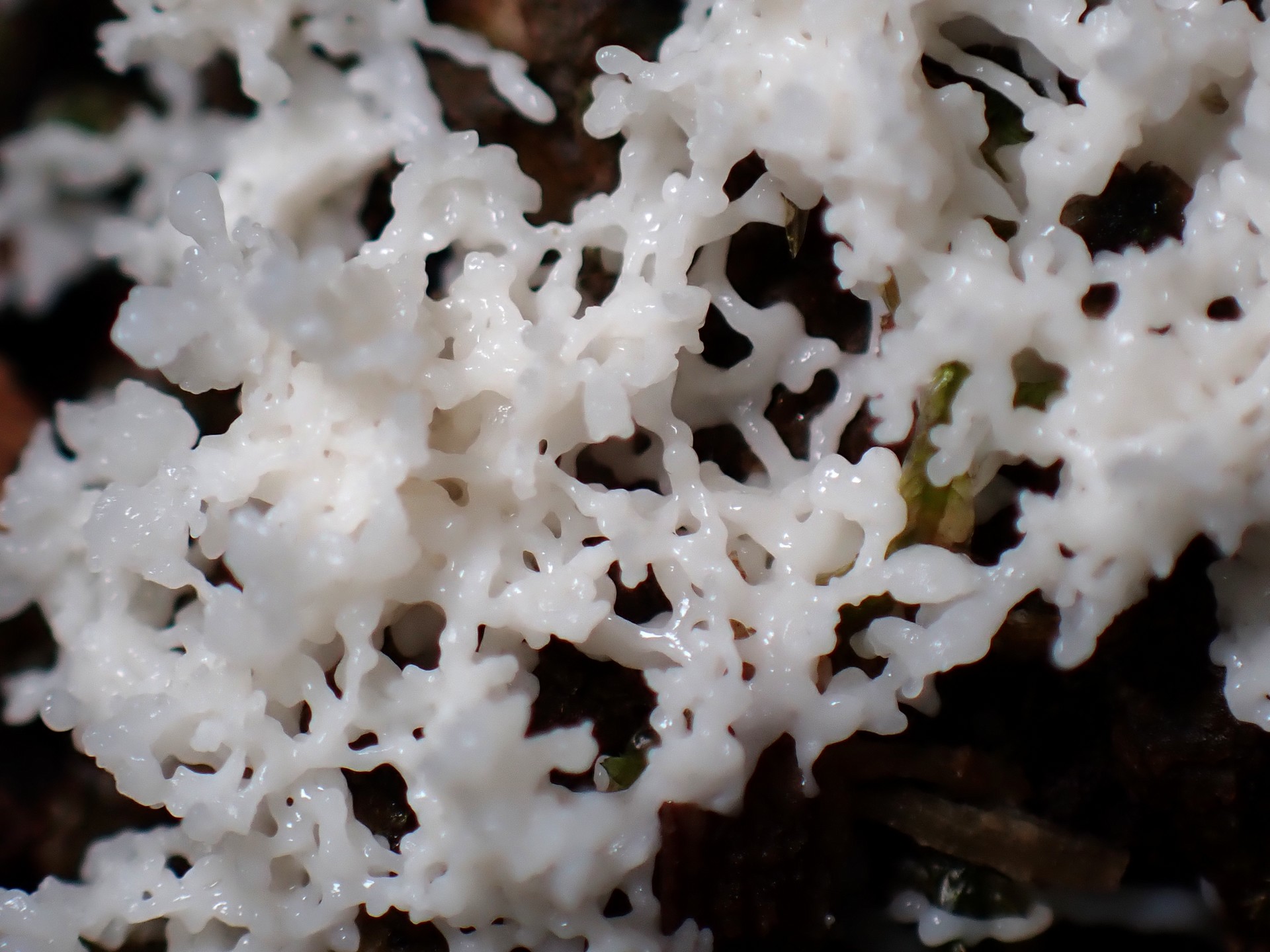 不明-粘菌 の高画質写真です。横浜市で、2025年9月6日に撮影したものです。