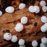 フクロホコリの仲間 の高画質写真です。横浜市で、2025年9月9日に撮影したものです。