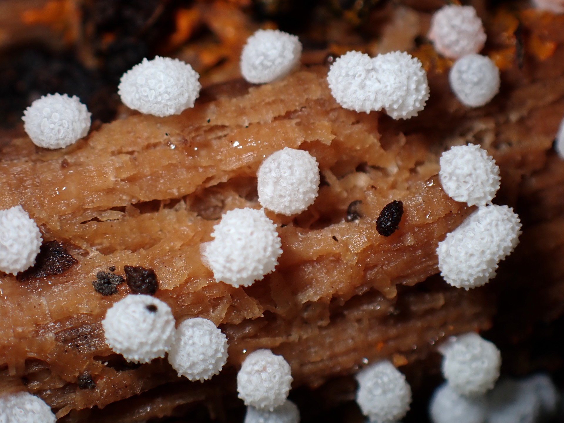 フクロホコリの仲間 の高画質写真です。横浜市で、2025年9月9日に撮影したものです。