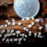 フクロホコリの仲間 の高画質写真です。横浜市で、2025年9月10日に撮影したものです。