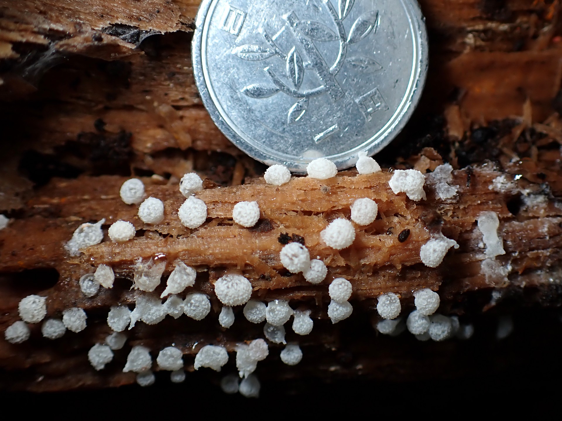 フクロホコリの仲間 の高画質写真です。横浜市で、2025年9月10日に撮影したものです。