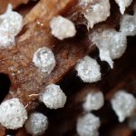 フクロホコリの仲間 の高画質写真です。横浜市で、2025年9月11日に撮影したものです。