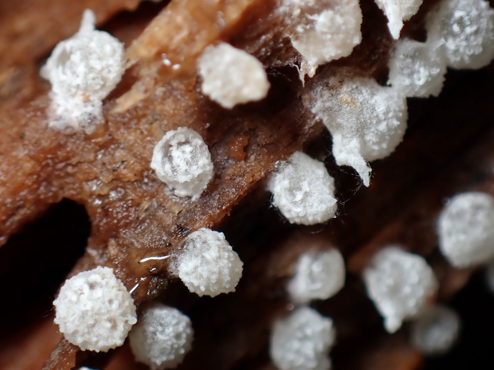 フクロホコリの仲間 の高画質写真です。横浜市で、2025年9月11日に撮影したものです。