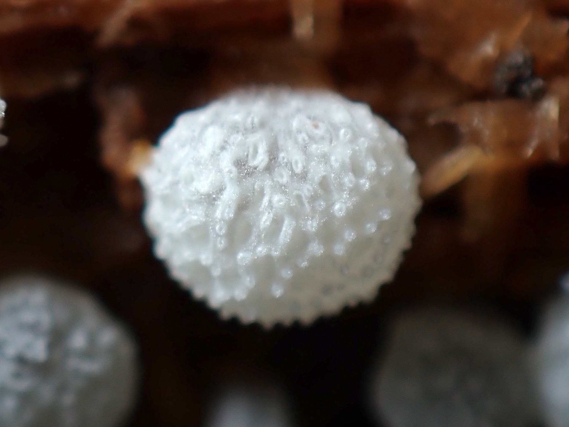 フクロホコリの仲間 の高画質写真です。横浜市で、2025年9月9日に撮影したものです。