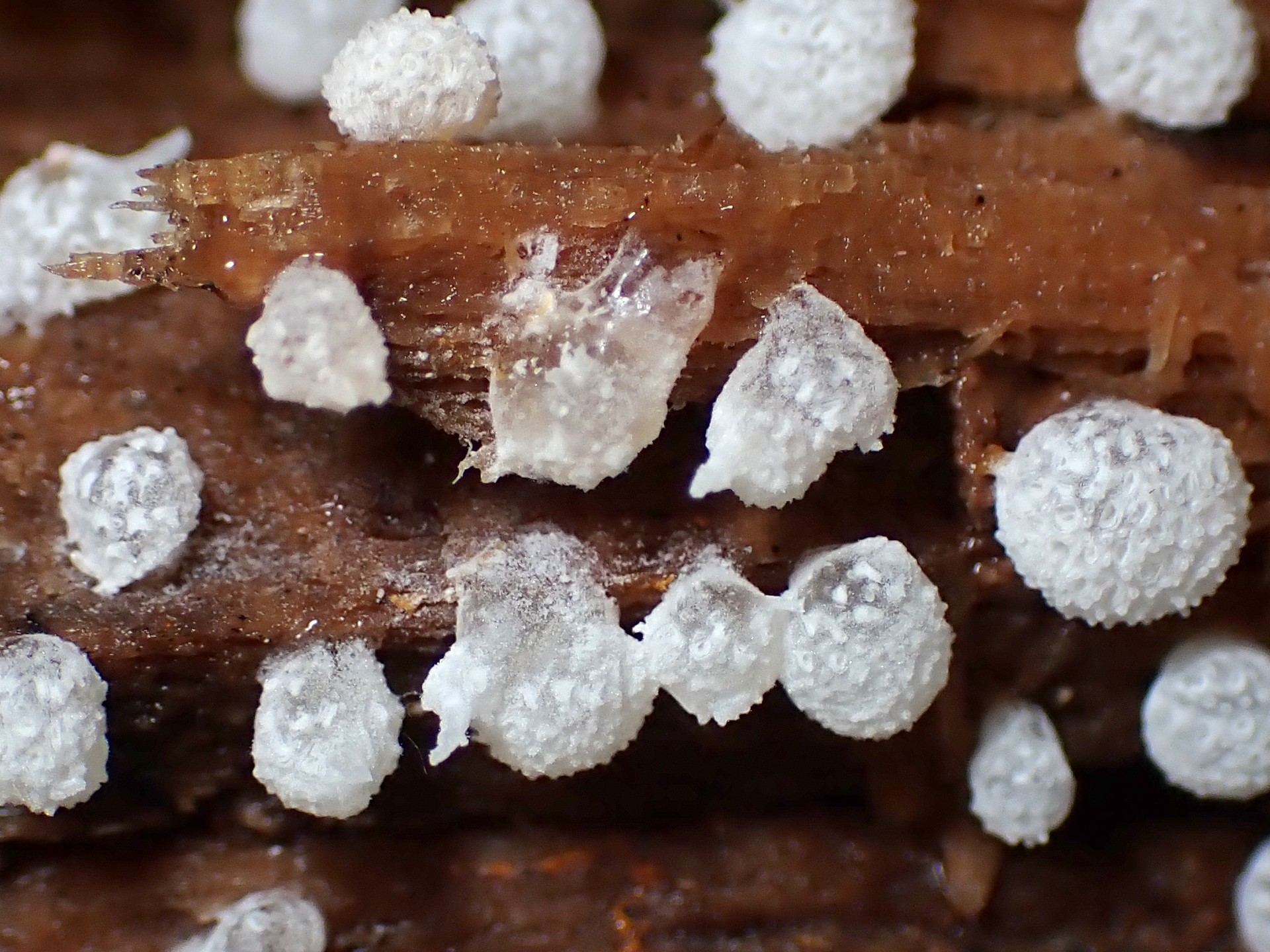 フクロホコリの仲間 の高画質写真です。横浜市で、2025年9月10日に撮影したものです。